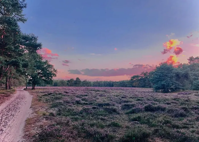 Sluwe Vos: Ontspannen In Het Bos!