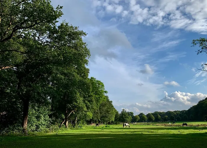 Sluwe Vos: Ontspannen In Het Bos!