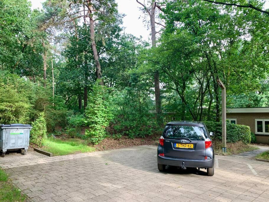 Sluwe Vos: Ontspannen In Het Bos! *