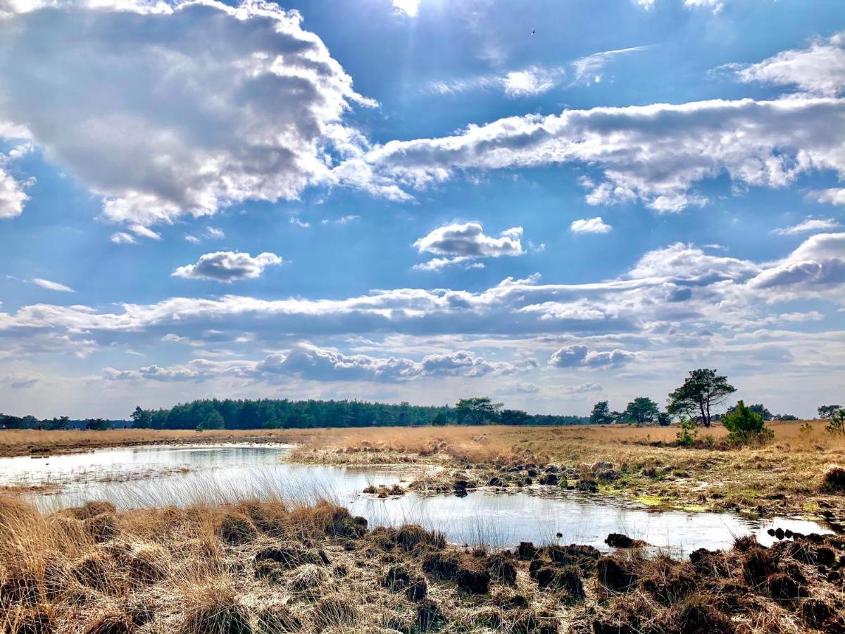 Sluwe Vos: Ontspannen In Het Bos!